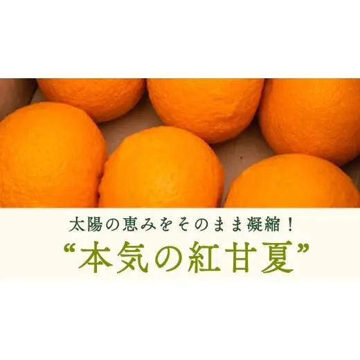 【 先行予約 】 瀬戸内 オーガニック 紅甘夏 8kg+お試しオーガニックレモン1個 【2027年3月下旬以降発送】 