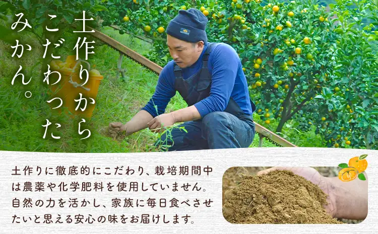 紀州みかん 約10kg ときわオンライン