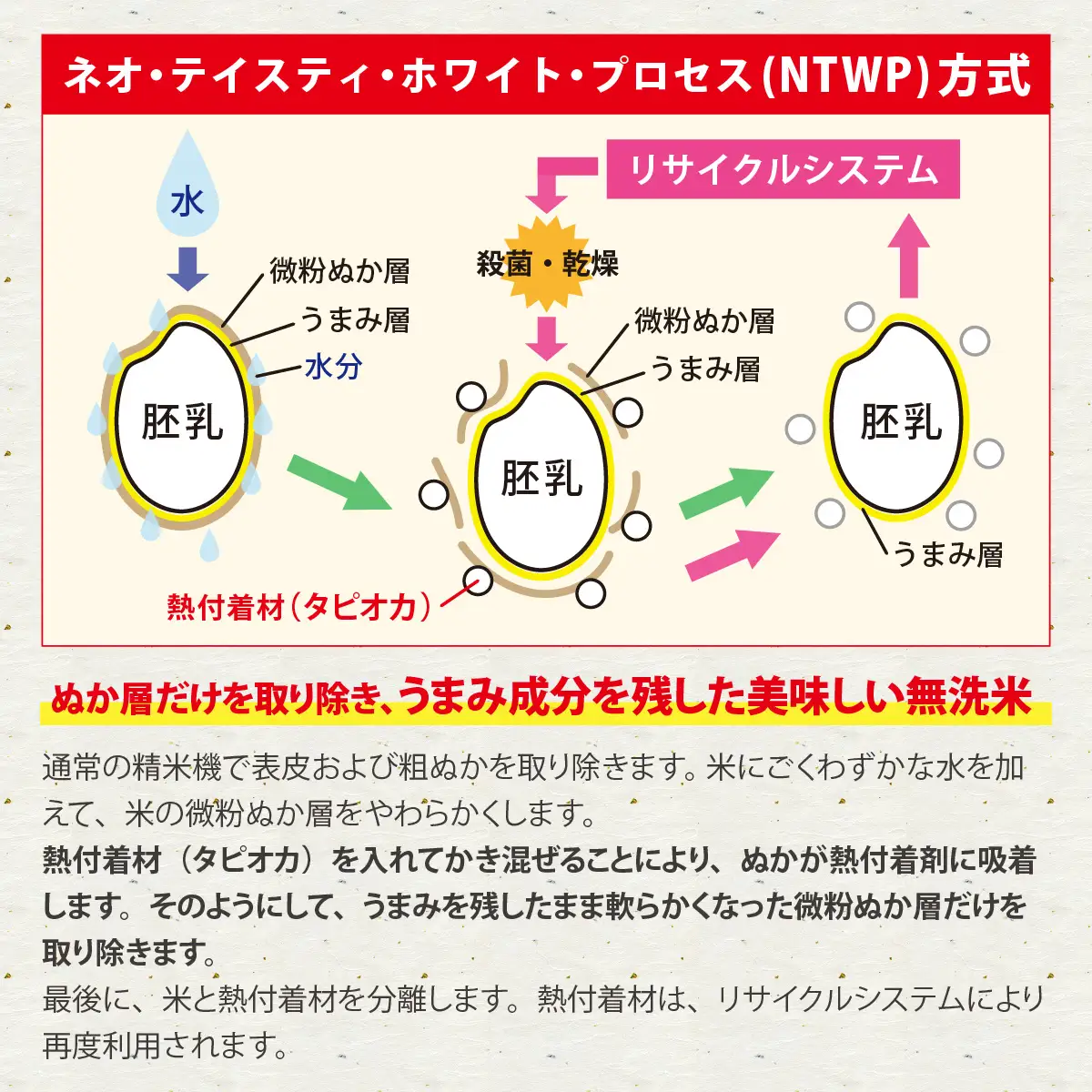 令和8年産 福井県産コシヒカリ【無洗米 5kg×2袋】 [B-014023] 白米