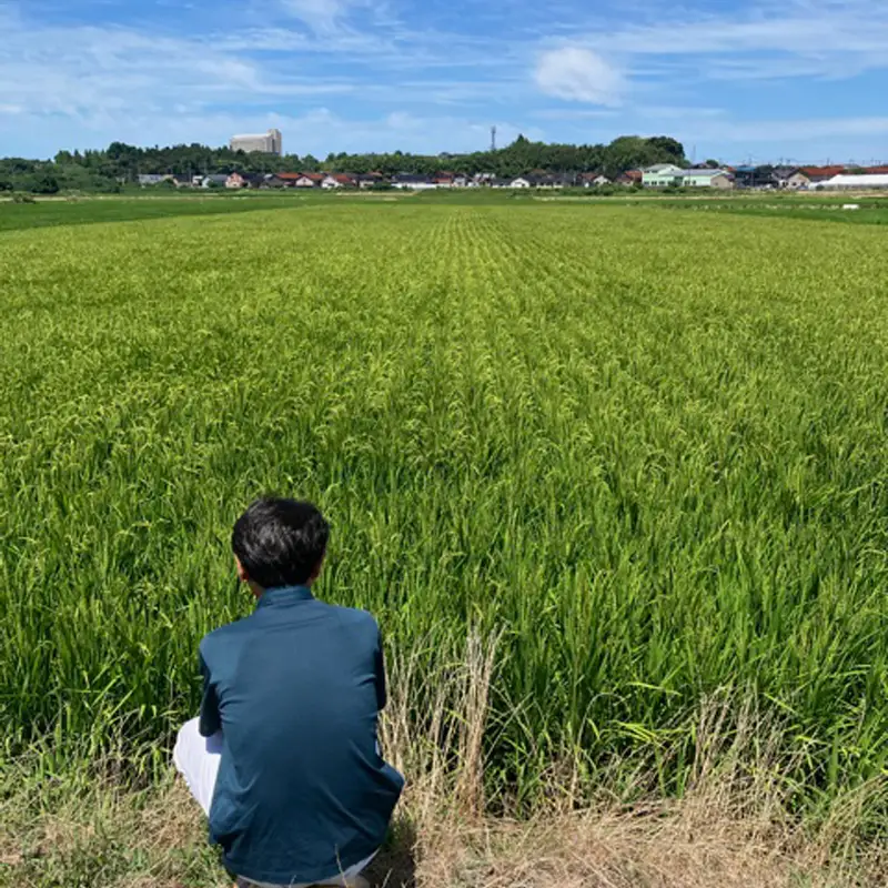 湘南大磯五ツ星お米マイスターお仕立て米「華」20kg【 地元産米 米セット 神奈川県 大磯町 】