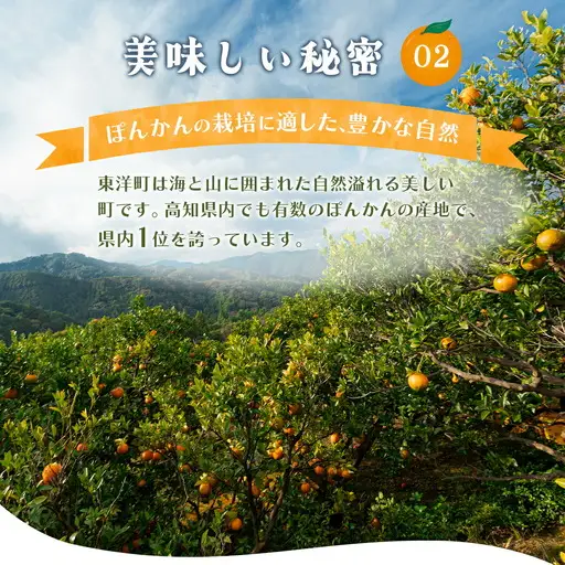 訳アリ完熟ぽんかん10kg  【株式会社フクチャンFARM】