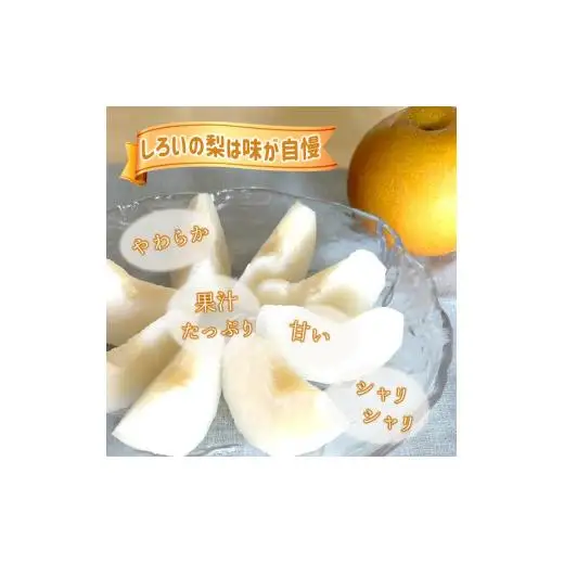 【2026年秋収穫分】あきづき 5kg 12～16玉 しろいの梨 予約受付 果汁たっぷり 甘い 美味しい ジューシー 千葉県 白井市