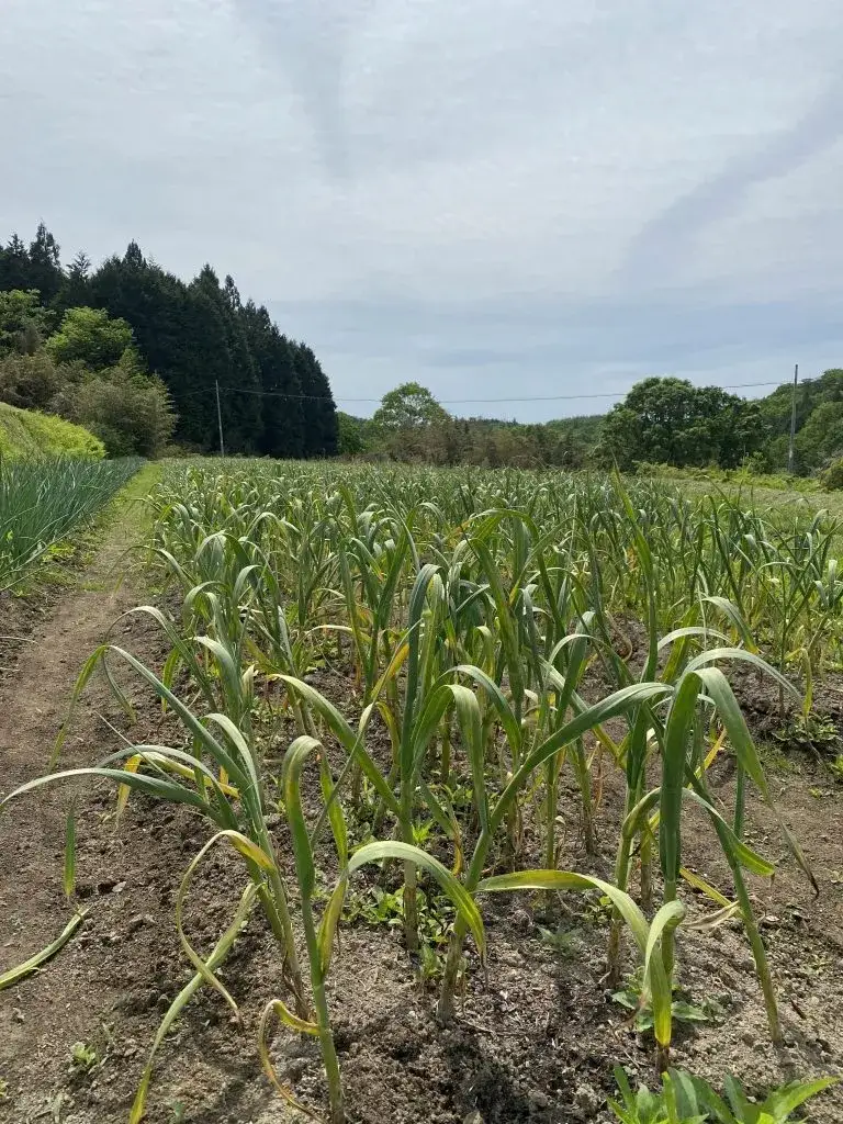 【ふるさと納税】神石高原産にんにく使用 にんにく酢 200g 国産にんにく使用 万能調味料｜中ちゃん農園 広島県 神石高原町