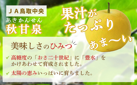 【倉吉産】梨 秋甘泉 5kg  梨