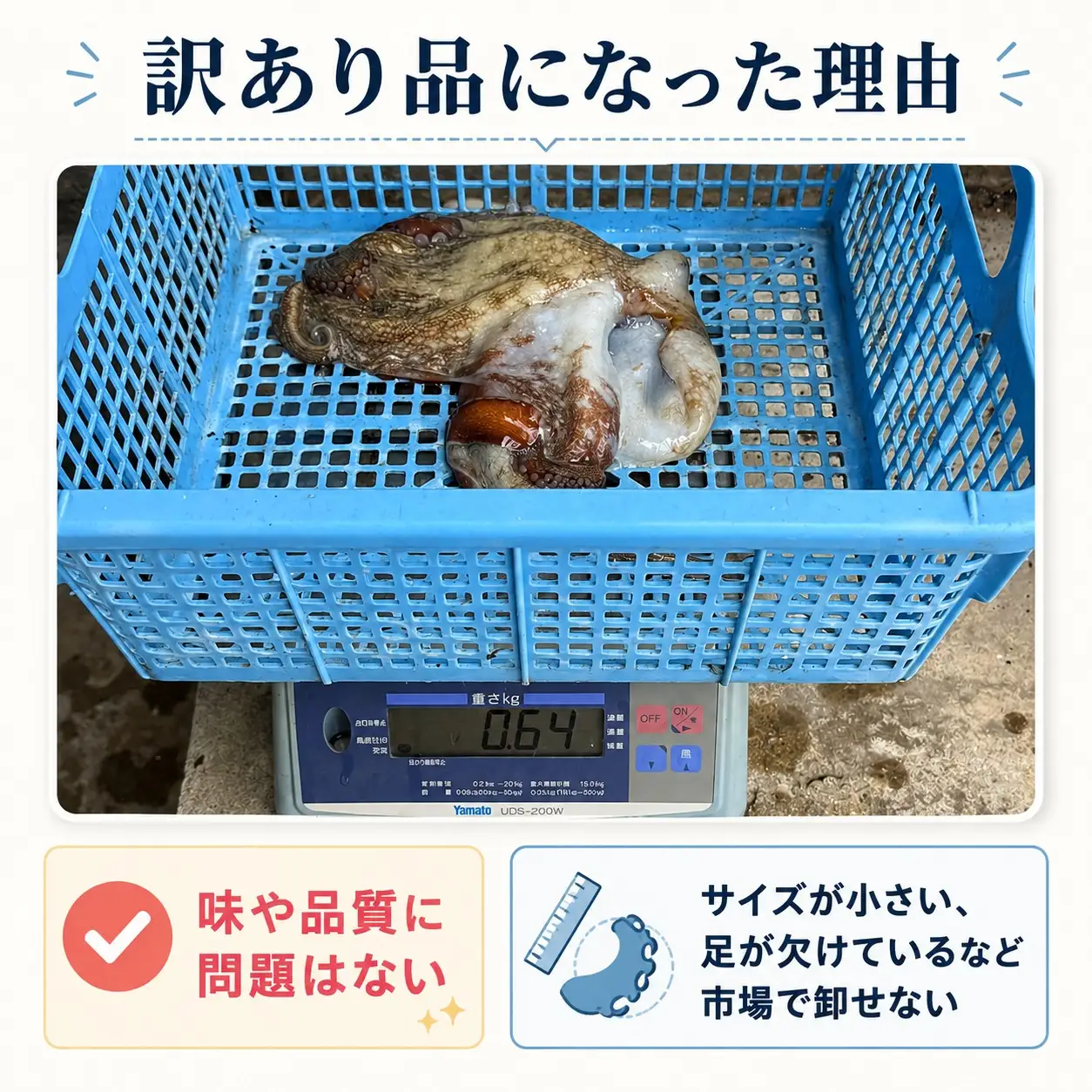 訳あり 瀬戸内 海の幸 セット 真空 生タコ 約 500g 