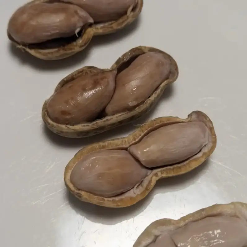 秦野の特産　生落花生　おおまさり　約500g from 名水の里　秦野　008-48