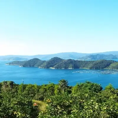 したたる果汁と上品な甘み 愛媛・八幡浜産・特産梨「幸水」約3kg【C28-12】【1114964】YWTN009