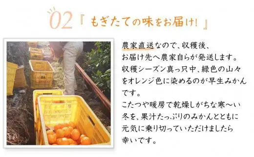 訳あり 早生みかん 大小混合 7.5kg 和歌山みかん