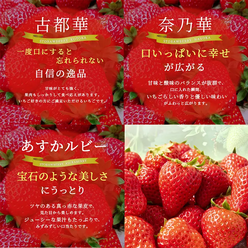 いちご あすかルビー 古都華 奈乃華 奈良県産 いちご【270g×2パック】【定期便3回】【先行予約】