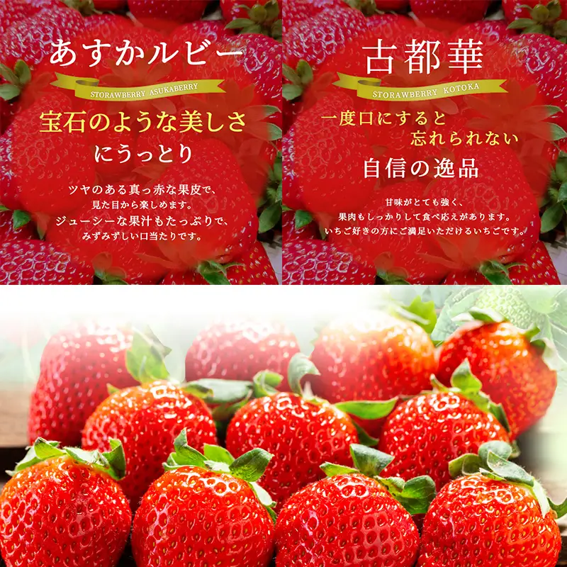 いちご あすかルビー 古都華 奈良県産 いちご【270g×2パック】【定期便2回】【先行予約】