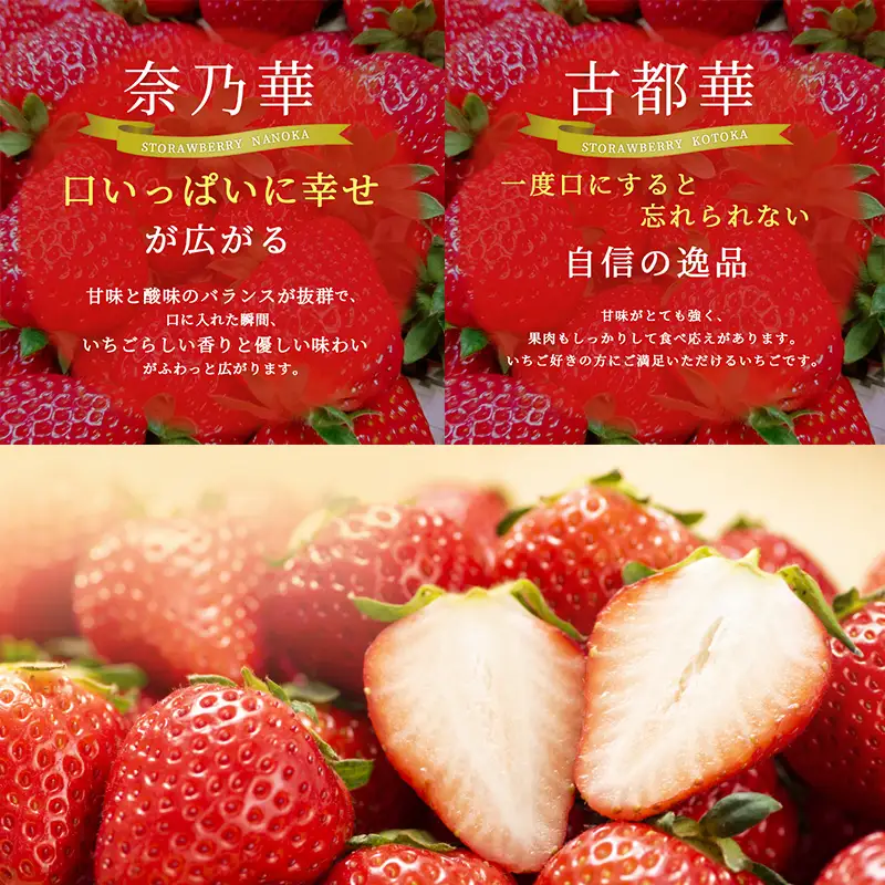 いちご 奈乃華 古都華 奈良県産 いちご【270g×2パック】【定期便2回】【先行予約】