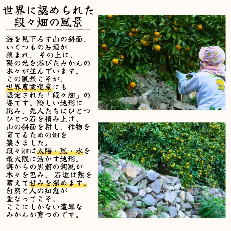 八朔 一級品 5kg / 和歌山 有田 広川 はっさく 柑橘 果物 くだもの ギフト フルーツ 果実 ※2027年2月上旬～2月下旬頃に順次発送予定【hkt021-p-5】