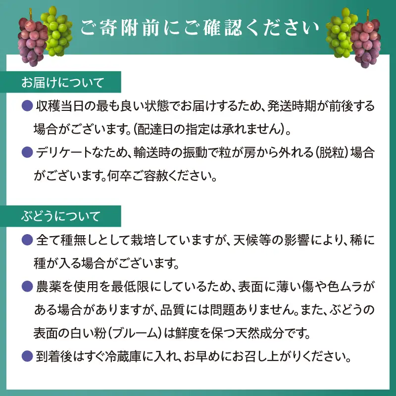 【朝採り樹上完熟】園主厳選！旬のぶどう2品種食べ比べセット フルーツ 103-01