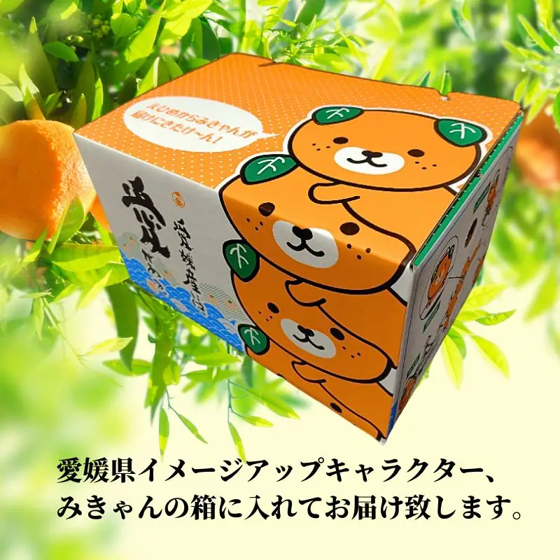 【2027年2月下旬頃から順次発送】愛果48号　家庭用 約2.5kg  | 愛媛 愛媛県産みかん 蜜柑 ミカン mikan みかん あいか  柑橘 お取り寄せ グルメ 期間限定 数量限定 あまい甘い 果物 旬  美味しい  愛媛県 松山市 【PT049】 