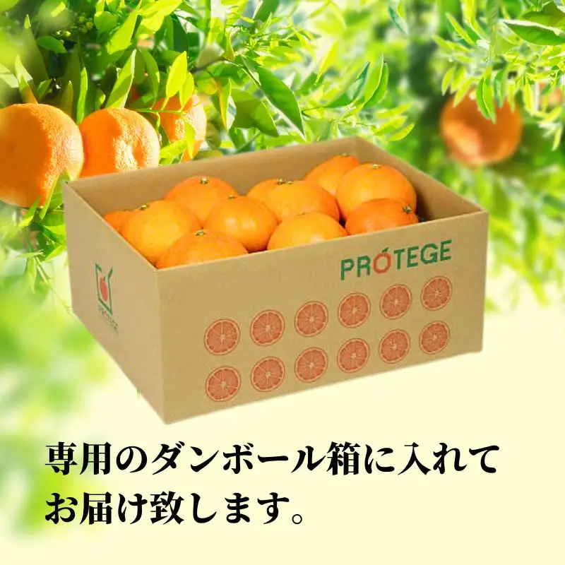 【2027年2月下旬頃から順次発送】愛果48号 秀～優品 約5.0kg  | 愛媛 愛媛県産みかん 蜜柑 ミカン mikan みかん あいか  柑橘 お取り寄せ グルメ 期間限定 数量限定 果物 旬 愛媛県 松山市 【PT052】