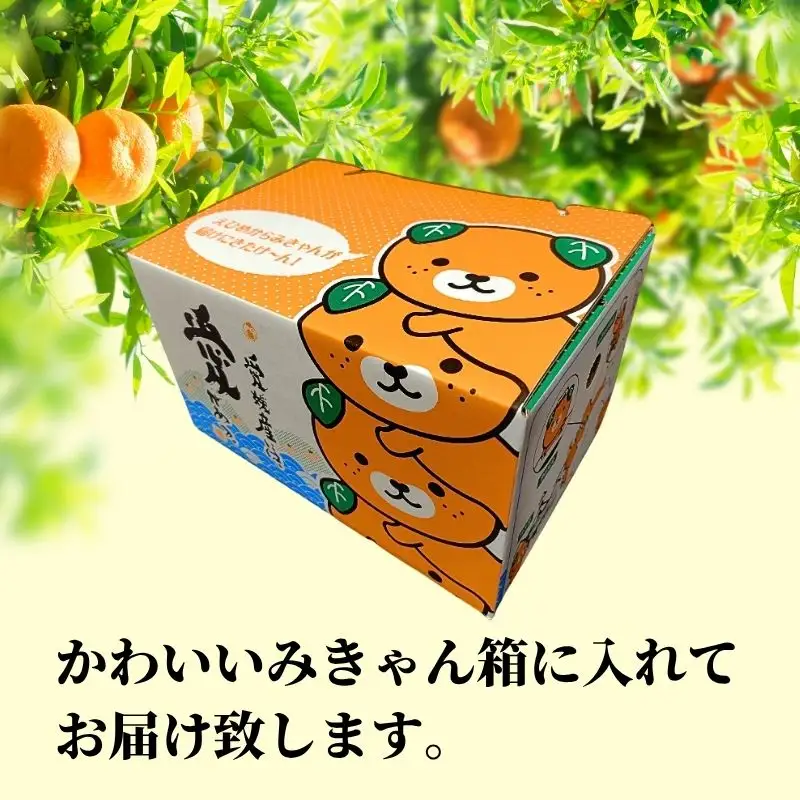 【2027年2月下旬頃から順次発送】甘夏 家庭用  約2.5kg | 愛媛 愛媛県産みかん 蜜柑 ミカン mikan みかん あまなつ  柑橘 お取り寄せ グルメ 期間限定 数量限定 酸味 果物 旬  愛媛県 松山市 【PT053】
