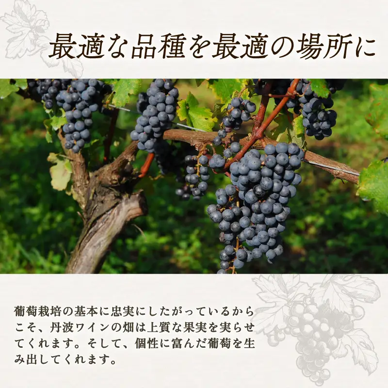 丹波ワイン スパークリングワイン  白赤飲み比べ 750ml 2本 セット ワイン 