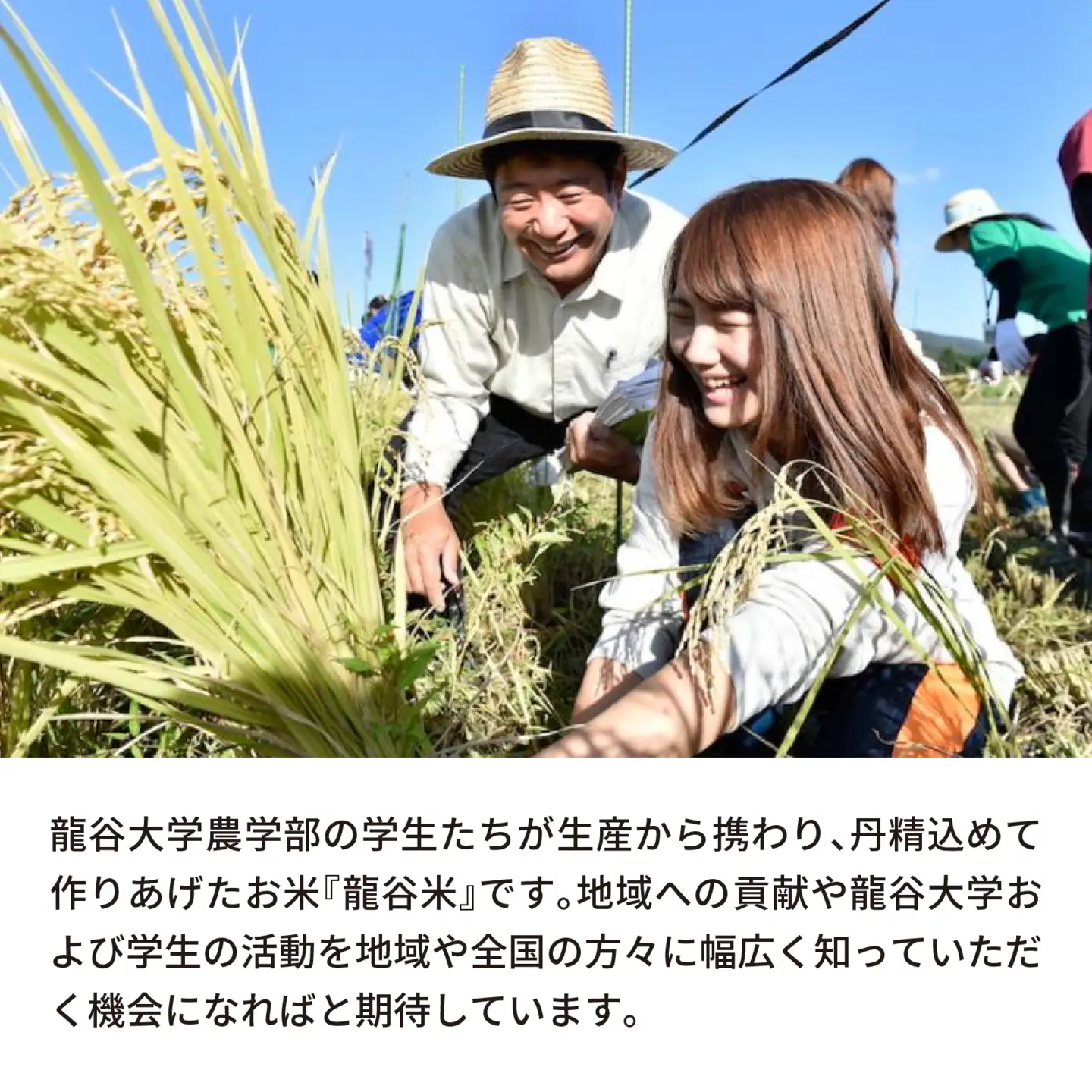 龍谷米 味くらべセット [CM006] / お米 精米 食べ比べ てんたかく 恋の予感 にこまる 2合 [CM006]
