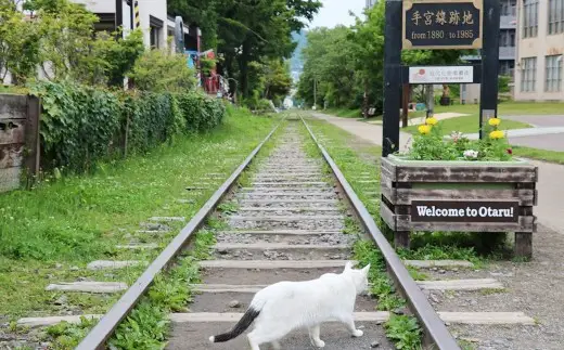 【 NEEDS TOUR 】 小樽市宿泊のパッケージツアーで使える旅行券 （ 割引クーポン ） 30,000円分 旅行券 航空券 レンタカー ホテル 観光 パッケージツアー ツアー 旅行 宿泊 電子クーポン