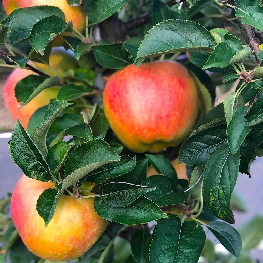【26年9月下旬発送】りんご 華宝【家庭用】約3kg【希少品種】青森県 弘前市