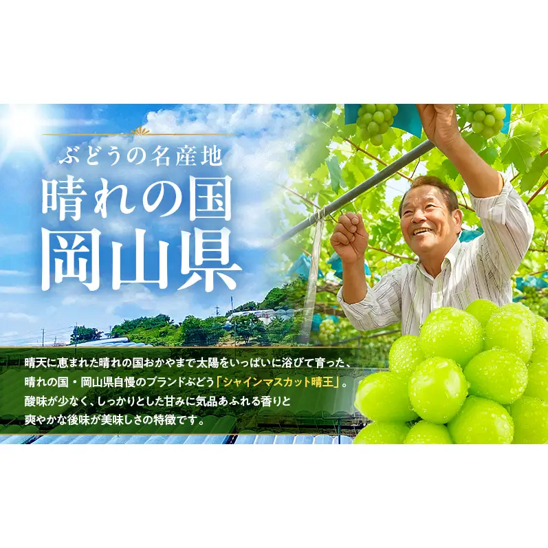 ぶどう 2026年 先行予約 定期便 シャインマスカット 晴王 1房 約700g 9月・10月 2回発送  岡山県産 シャインマスカット