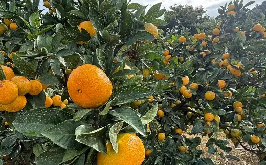 【 訳アリ 】 「 河内みかん堂 」 のみかん 約1kg + 傷み補償付き 約5玉 （ 家庭用 ） みかん ミカン 河内みかん 柑橘系 柑橘類 柑橘 くだもの 果物 フルーツ 果実 果汁 果肉 国産 熊本県産 旬 【 2026年11月上旬～2027年2月上旬発送予定 】