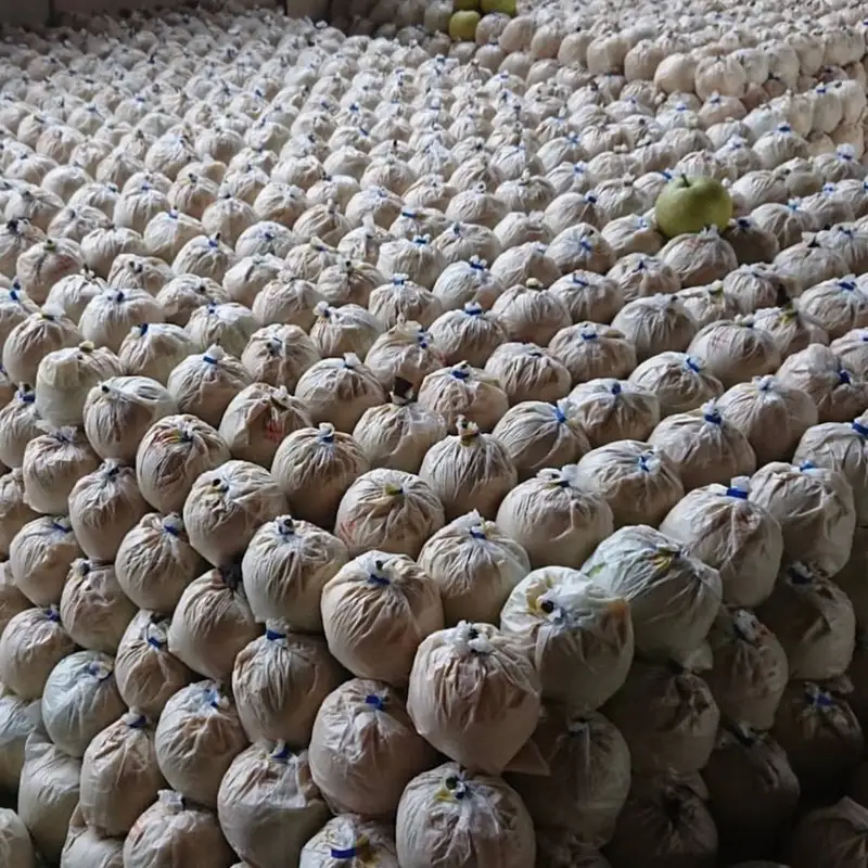 【先行予約／数量限定100】廿世紀梨 3kg（2026年9月上旬～発送）　フルーツ くだもの 国産 梨 二十世紀 20世紀 廿世紀 ふるさと 納税 梨 ふるさと納税 フルーツ ふるさと 納税 20世紀梨