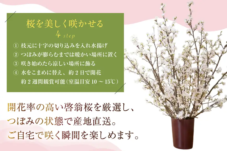 【期間限定発送】 桜 啓翁桜 10本