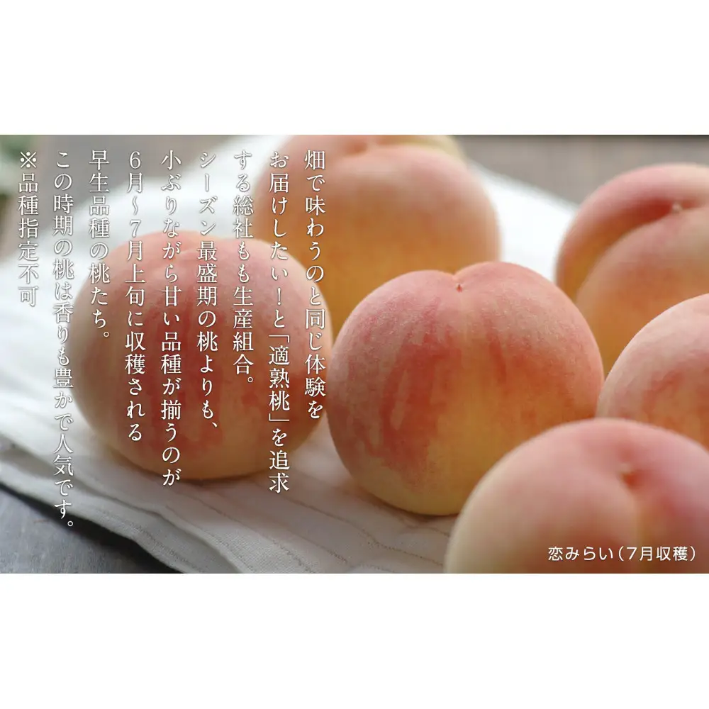 総社もも生産組合　6月-7月早生の桃　自家用1.8kg　2027年発送