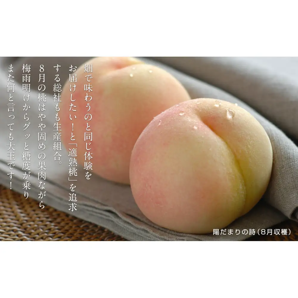 岡山の桃　8月 - 9月　晩生の桃　1kg【8月以降発送】