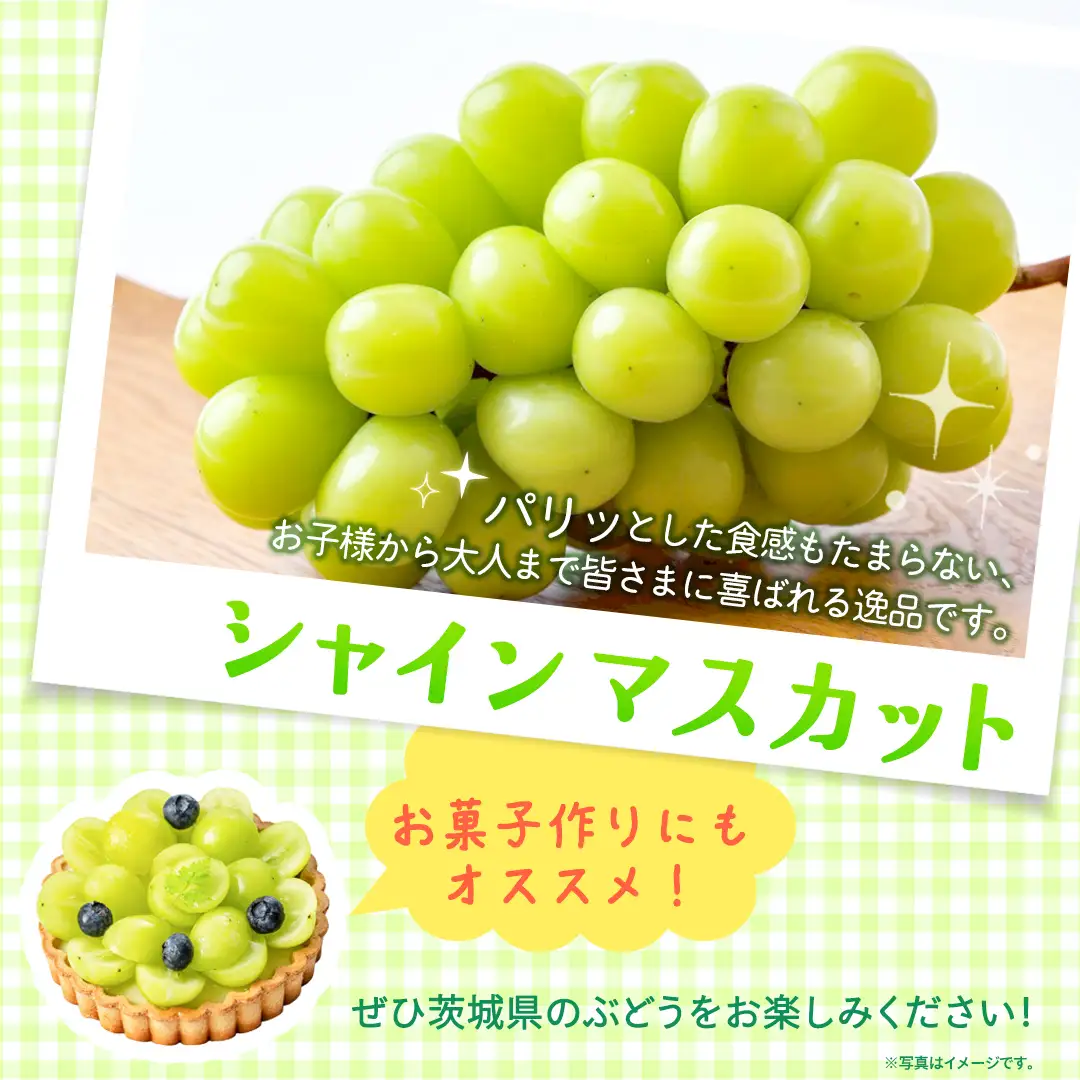 【定期便】3か月連続でお届け！ シャインマスカット 約1.3kg（約2房）【2026年8月から発送開始】（茨城県共通返礼品 [ぶどう]：結城市産）