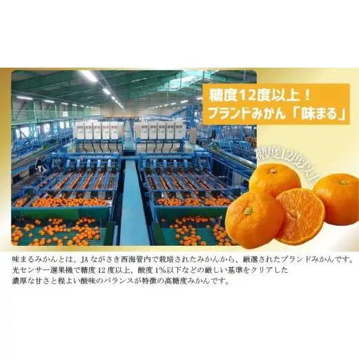 【 早期受付 】西海みかん 味まる 3kg 糖度12度以上 ブランドみかん 佐世保 【 12月発送 】