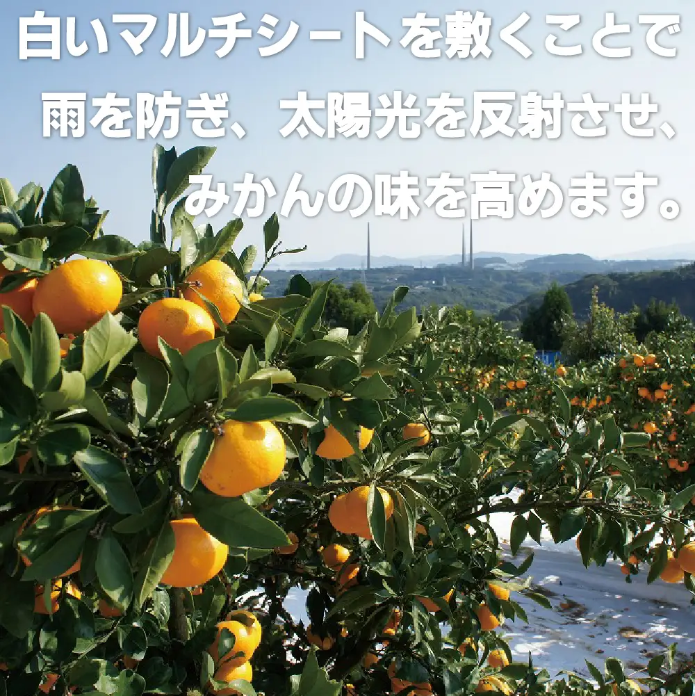 【 早期受付 】西海みかん 味まる 10kg 糖度12度以上 ブランドみかん 佐世保 【 11月発送 】