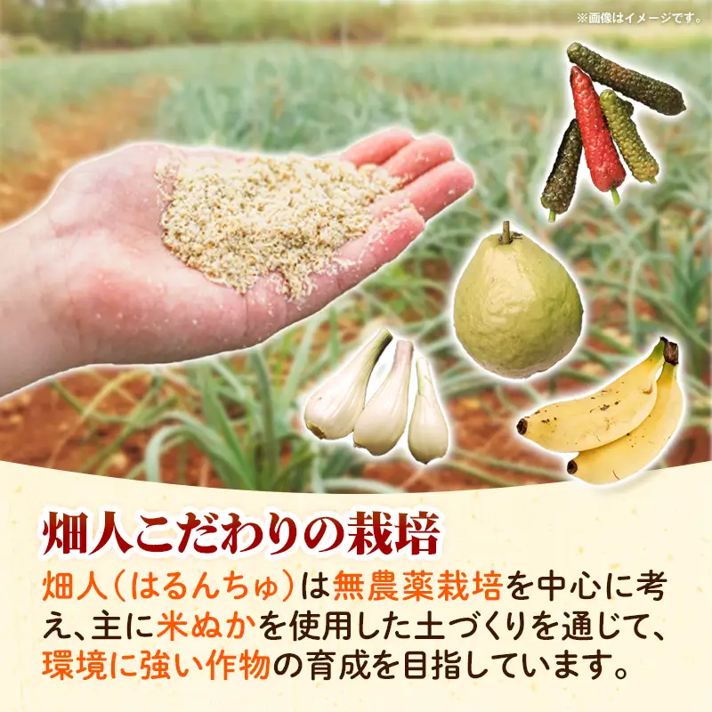 畑人のアップルバナナ 約3kg - バナナ ばなな 小ぶり もっちり とろける 甘さ 追熟 沖縄県 産地直送 果物 フルーツ 南国 朝食 おすすめ 沖縄県 八重瀬町