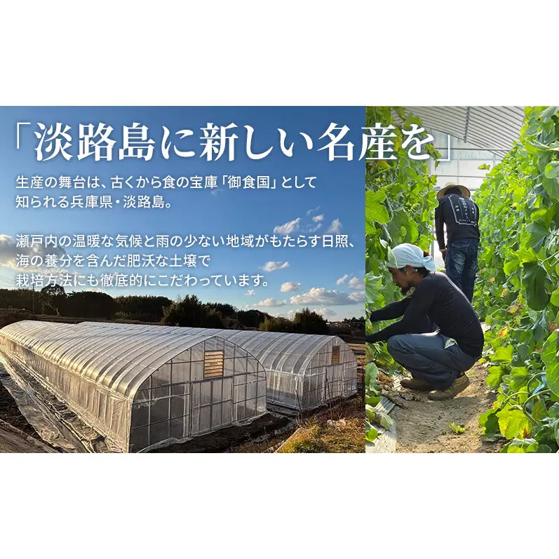 アムスメロン 特級4L玉 2個(化粧箱入り) 洲本市 淡路島