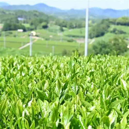 ご家庭用　深蒸し掛川茶　掛川最高有段者の大井丈司監修!　300g×3袋　合計900g【配送不可地域：離島・沖縄県】【1743893】