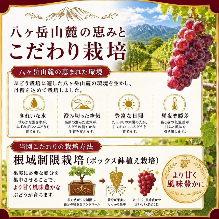 八ヶ岳西麓産 クイーンルージュ® 2房 (1kg以上)【2026年9月中旬～発送】