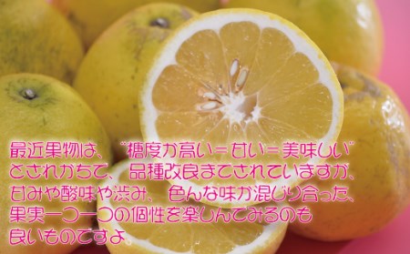 河内晩柑10kg【家庭用】 河内晩柑