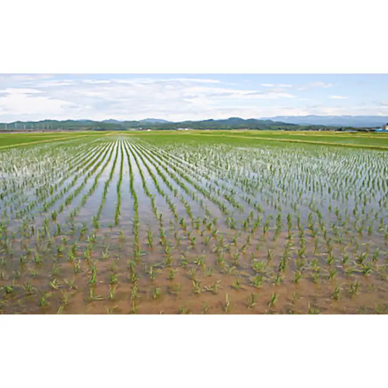 【先行予約】特別栽培米 新之助 2kg ふぁーむ大地 新之助