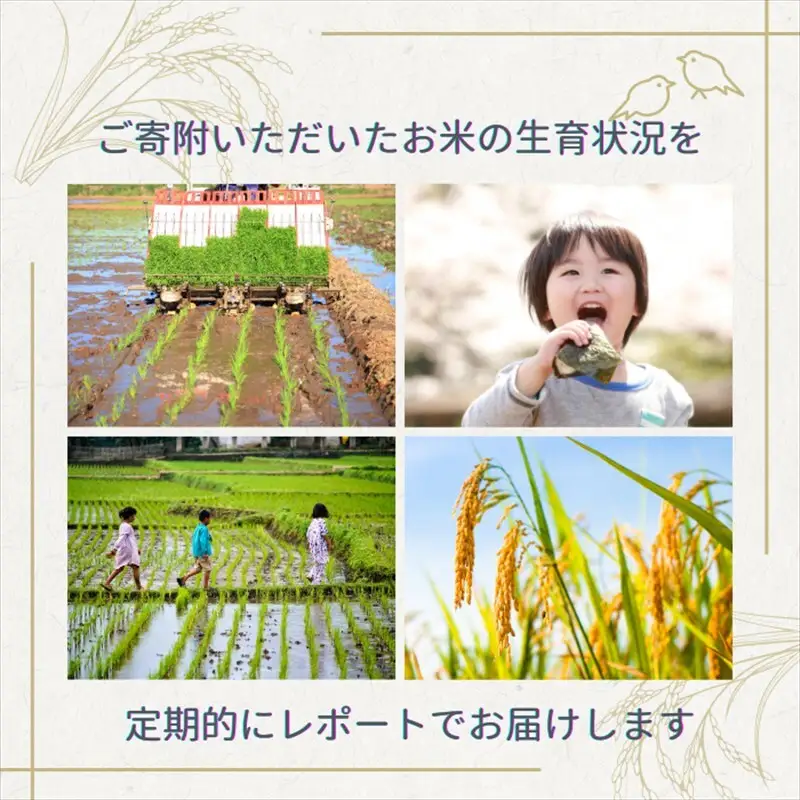 令和8年産 【10月配送】 新潟県上越市産 みずほの輝き 5kg 先行予約 新米 蛍の里