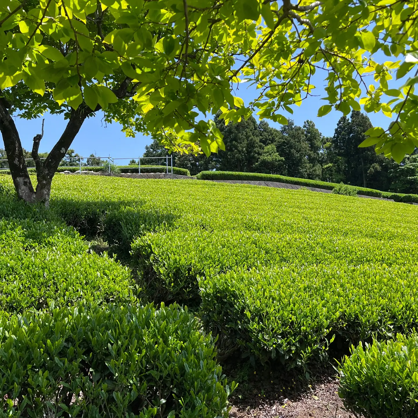 【３個セット】水源の森で育った自然栽培茶　竜集和紅茶【 茶 紅茶 茶葉 美味しい神奈川県 山北町 】