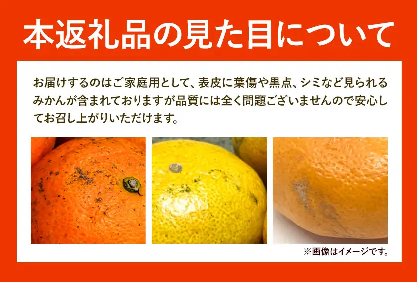 みかん 温州みかん ご家庭用 5kg 小玉 2S～3Sサイズ GOGO農園