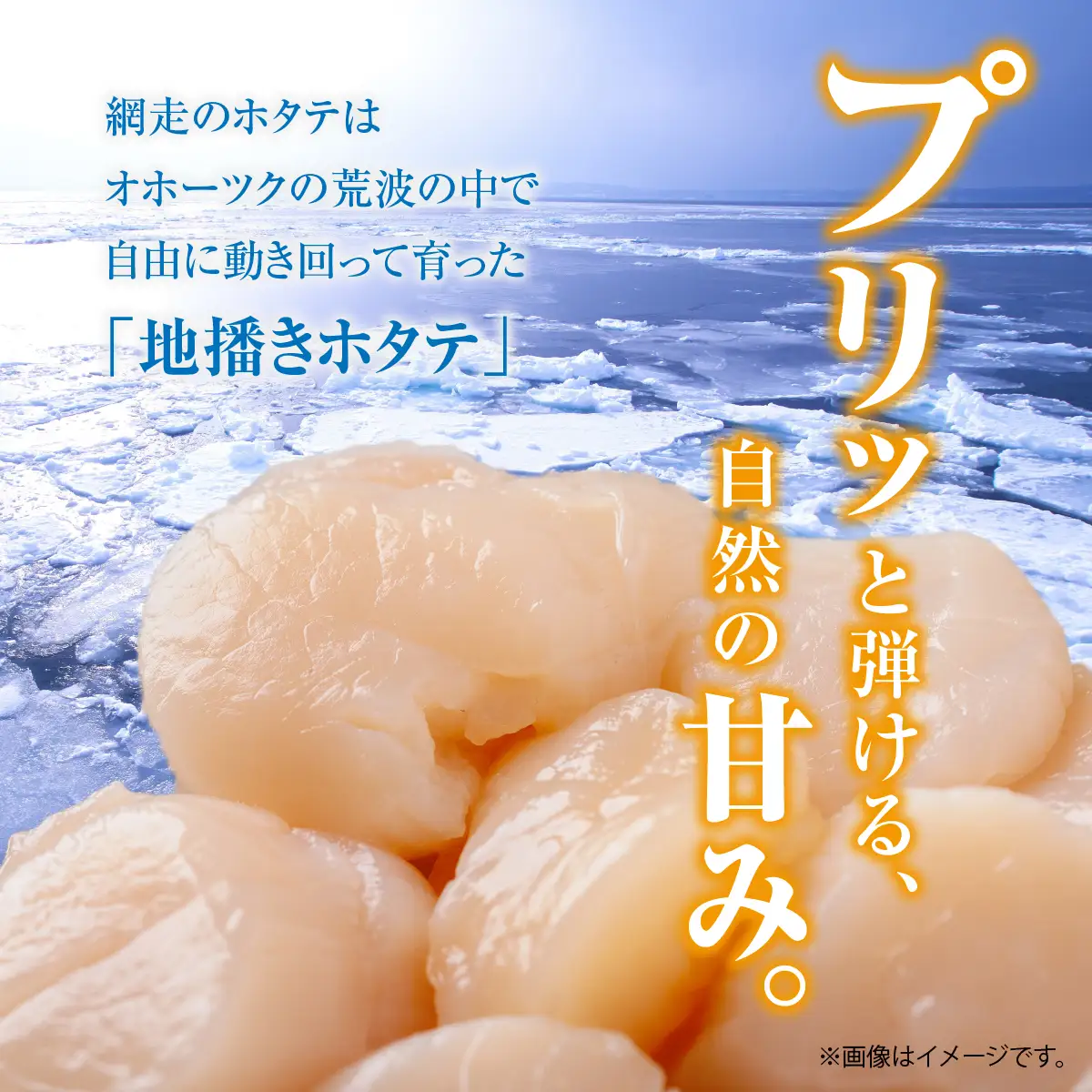 ＼ 数量限定 ／【訳あり】ホタテフレーク 網走前浜産 無添加ホタテ貝柱 1kg（500g×2）ABAI045｜ほたて ホタテ 帆立