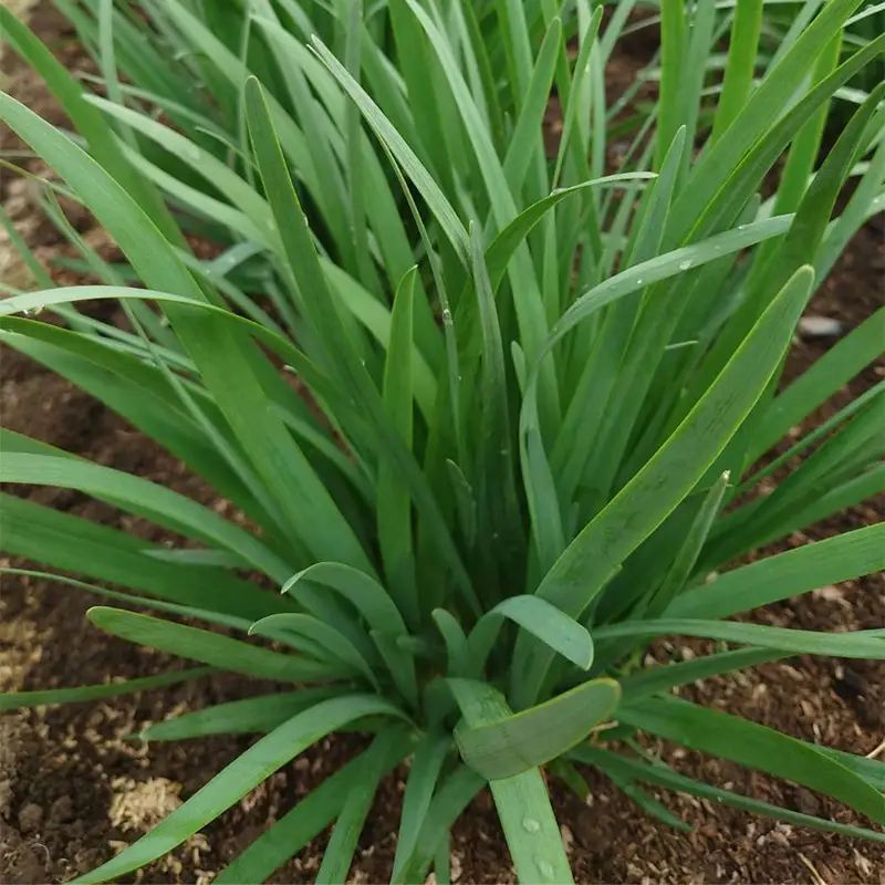 山形県 戸沢村産 にら 5kg(50束) 2026年5月下旬から順次発送 国産 野菜 やさい 韮 ニラ 料理 餃子 炒め物 惣菜 自宅 家庭 F7W-0340