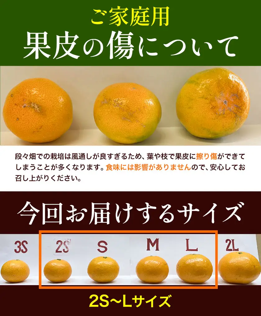 みかん ご家庭用 崖っぷち蜜柑 若野産 約3kg 2S～Lサイズ混合