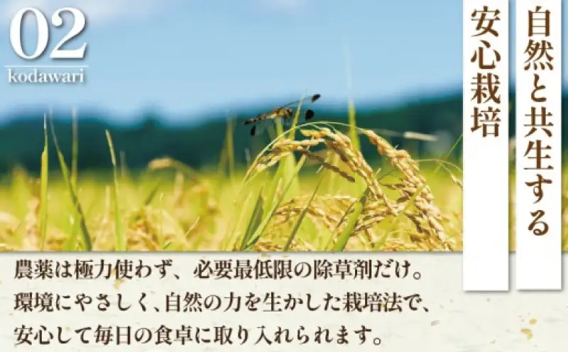 お米 特A ランク 令和8年度産 ｜ はるみ 5kg お米