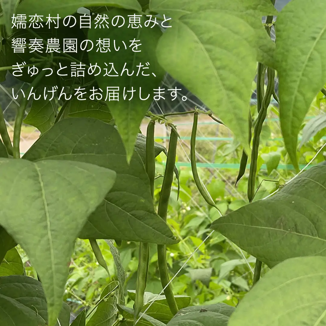 【7月上旬発送開始】旬の採れたて 新鮮 いんげん 約1kg [BT004tu]