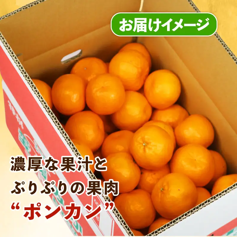 みかん 訳あり ポンカン 約 5kg スーパー山田屋 先行予約 ぽんかん 甘い 果物 くだもの フルーツ 柑橘 mikan 蜜柑 愛媛蜜柑 愛媛みかん わけあり サイズ 不揃い 産地直送 数量限定 国産 愛媛 宇和島 B010-198003