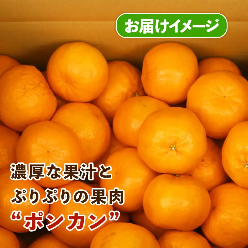 みかん 訳あり ポンカン 約 9kg スーパー山田屋 先行予約 ぽんかん 甘い 果物 くだもの フルーツ 柑橘 mikan 蜜柑 愛媛蜜柑 愛媛みかん わけあり サイズ 不揃い 産地直送 数量限定 国産 愛媛 宇和島 B016-198004