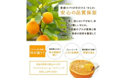 せとか 約2kg みかん ミカン 蜜柑 柑橘 柑橘系 柑橘類 くだもの 果物 フルーツ 果実 果汁 果肉 国産 愛媛県産 愛媛みかん 濃厚 爽やか 香り 【2027年2月下旬-4月下旬発送予定】 ( 1117 )